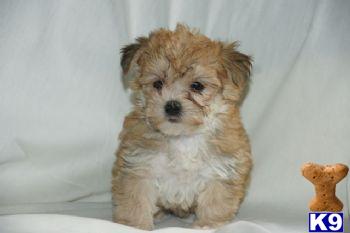 Puppies in PA
